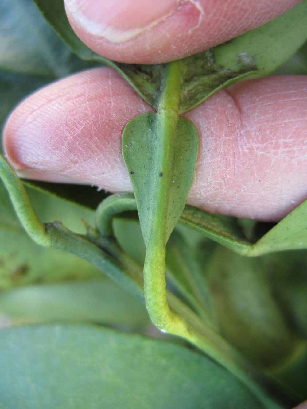              Petiole (Winter Haven, FL)       